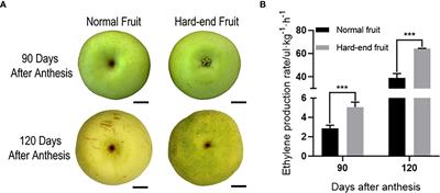 PpERF1b-like enhances lignin synthesis in pear (Pyrus pyrifolia) ‘hard-end’ fruit